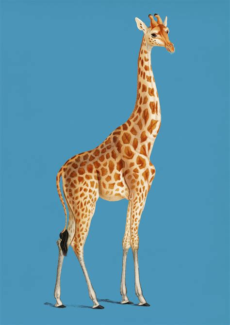 Vintage Giraffe Giraffa Camelopardalis Illustration Wall Art Print A