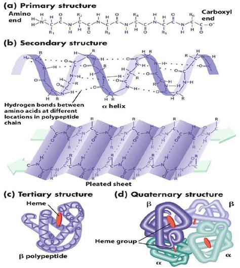 Quaternary structures may be held together by a variety of bonds. protein structure Levels. (a) Primary structure, (b ...