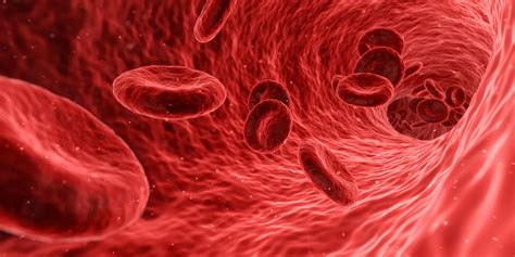 Understanding The Importance Of High Red Blood Cell Count Huffington News