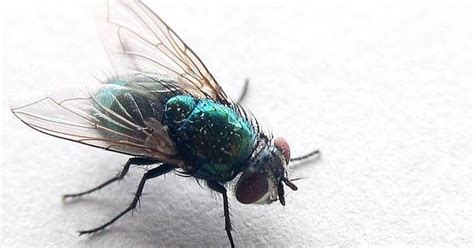 Falls es sich fliegen in ihrer wohnung gemütlich gemacht haben, schlagen sie die plagegeister mit folgenden hausmitteln schnell in die flucht: 8 Mittel gegen Fliegen und 3 selbstgebaute Fliegenfallen ...