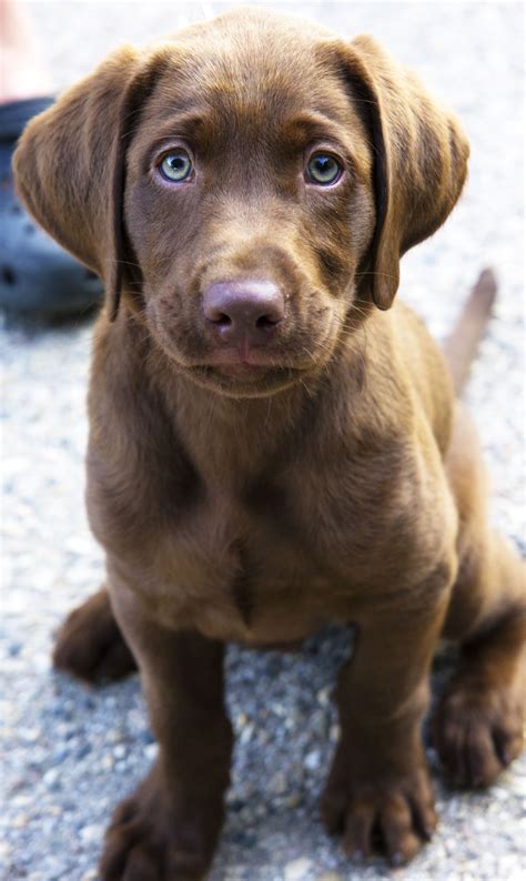 The 3rd largest of the great lakes; Pin on Dogs