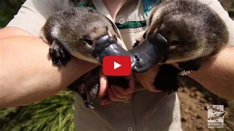 Baby Platypus Twins Go For Their First Swim