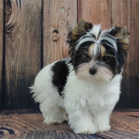 Check spelling or type a new query. Biewer Terrier Puppies - Biewer World | Biewer yorkie ...