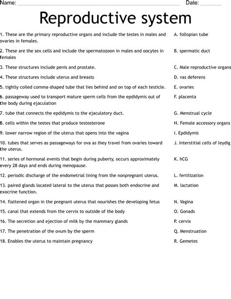The Female Reproductive System Worksheet Answer Key W