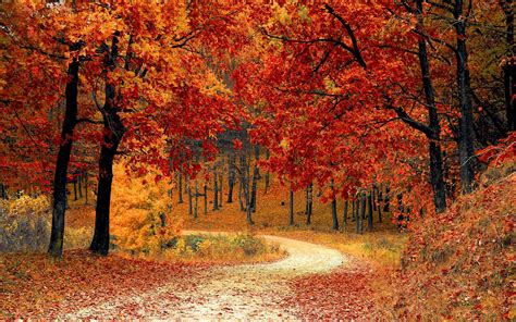 autumn-forest-path-wallpapers-wallpaper-cave