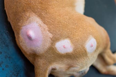 What Does A Mast Cell Tumor Feel Like On A Dog