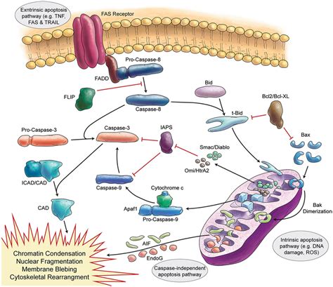 Mechanism Of Apoptosis