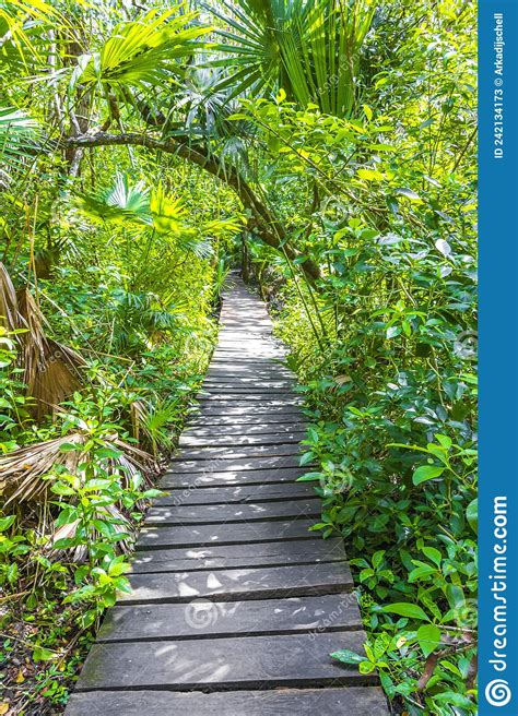 Tropical Jungle Plants Trees Wooden Walking Trails Sian Kaan Mexico