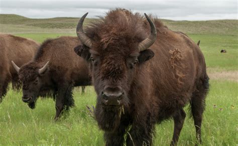 Bison Return Program Is Now Helping Native American Ranchers Build