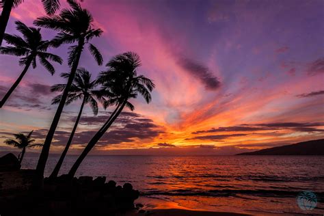 This year, we're launching three—a malibu country home, a desert oasis, and the sunset beach house. 50+ Palm trees sunset wallpapers HD High Quality Download