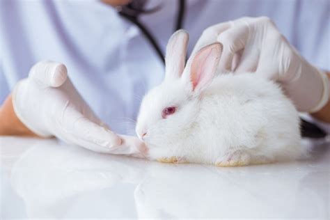 how to take care of a rabbit after neutering or spaying