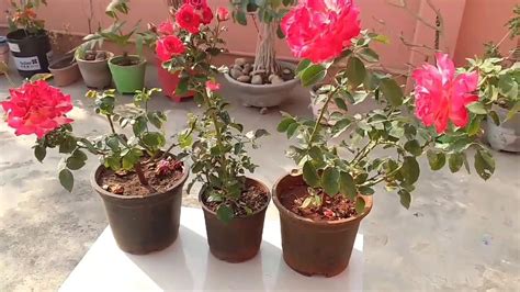 How To Care Rose Plant In Pot Colourful Variety Of Rose Plant Youtube