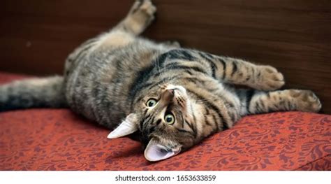 Contented Tabby Cat Lying Upside Down Stock Photo 1653633859 Shutterstock