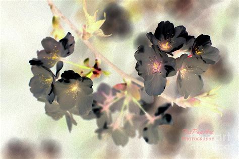 Cherry Blossom Digital Art By Tatjana Popovska