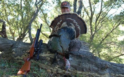 why you should hunt turkeys with an airgun grand view outdoors