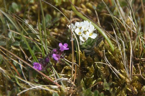 Hoary Whitlow Grass Draba Incana Keen © Mike Pennington