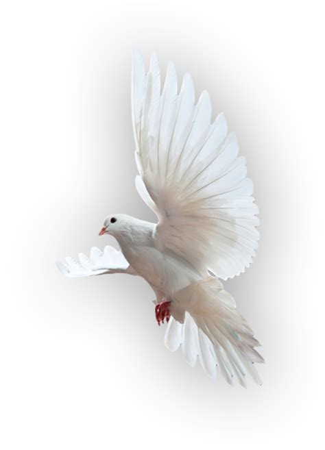 Holy Spirit Dove Png Free Transparent Png Download Pngkey