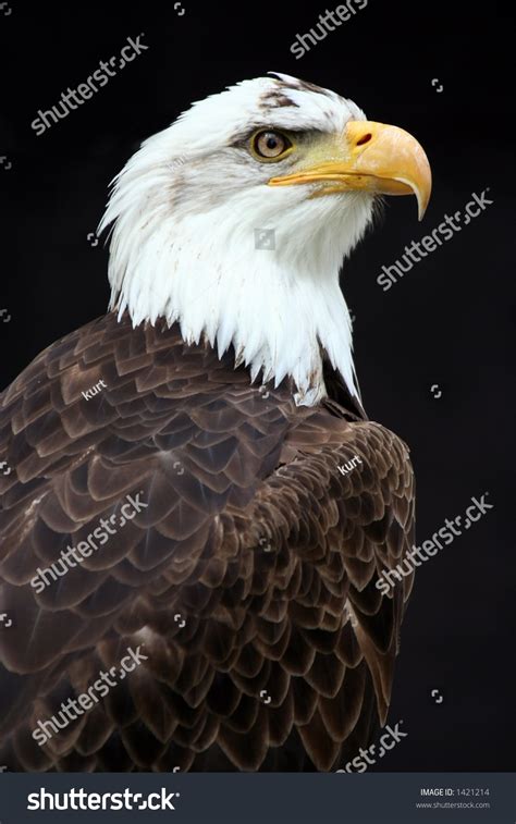 An American Bald Eagle Against A Black Background Stock