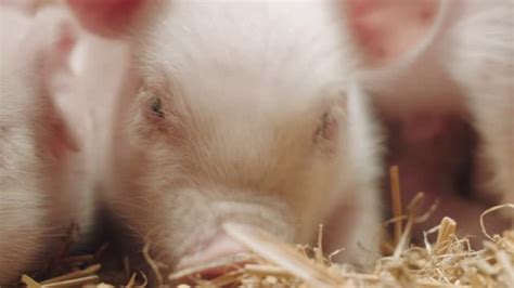 Mating Pigs Videos And Hd Footage Getty Images