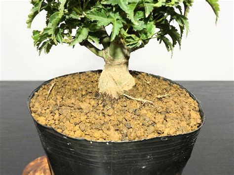Stems are compressed with many leaves per branch. Bonsai/Acer palmatum / Japanese Maple, Momiji ...