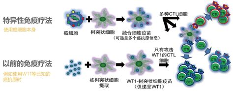 Bab.la is not responsible for their content. 全肿瘤抗原融合细胞免疫综合疗法_治疗