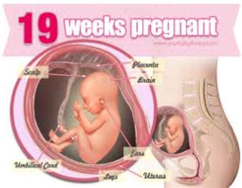 Fetal Development Timeline Timetoast Timelines