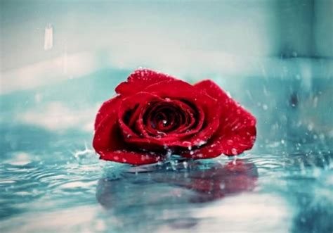 Confezione da 100 biglietti bomboniera partecipazione invito. Bellissime Rose Rosse Immagini - The Studio Apartments