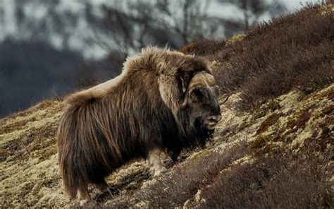 Wild Animals Talk Norway