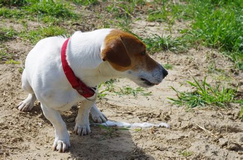 Dog Vomiting White Foam Causes And Treatment Pet Health
