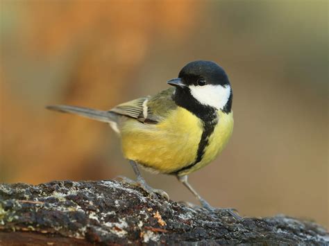 Great Tit Bird Facts Parus Major Bird Fact