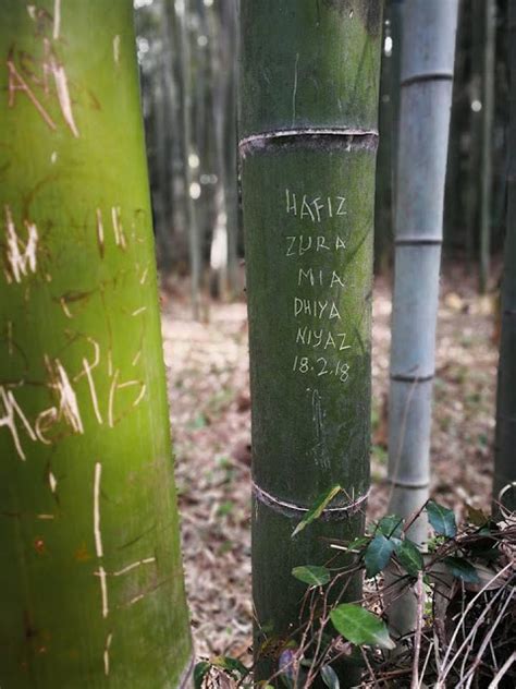Struktur pokok buluh adalah berongga di bahagian tengah dan keratan rentas berkas vaskularnya terletak bertaburan di seluruh batang. Memalukan… Rakyat Kita 'Buat Hal' Lagi Di Jepun! - MYNEWSHUB