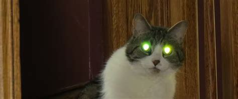 Why Do Cats Eyes Glow In The Dark Weird News Santa Fe Nm