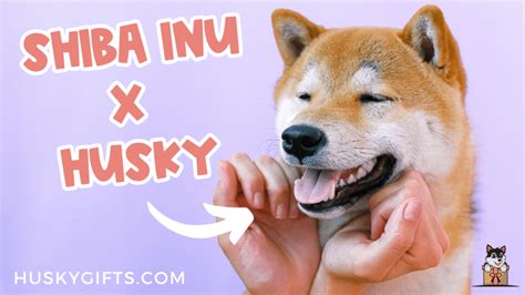 Shiba Inu Husky Mix Shusky Owners Guide