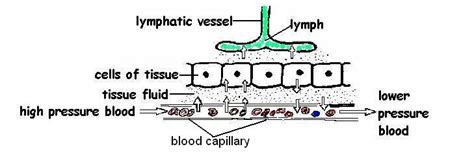 106 Lymphatic System Answers Medicine Libretexts