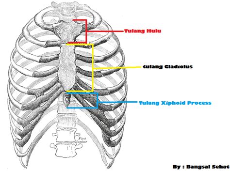 Anatomi Tulang Panjang Spine Vertebral Tulang Lateral Vertebrae