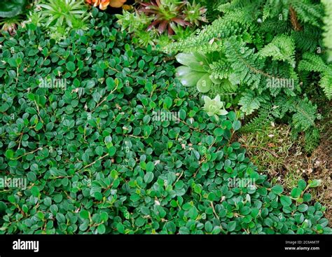 Cotoneaster Dammeri Evergreen Stock Photo Alamy