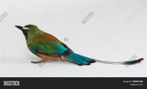 Green Tropical Bird Image And Photo Free Trial Bigstock