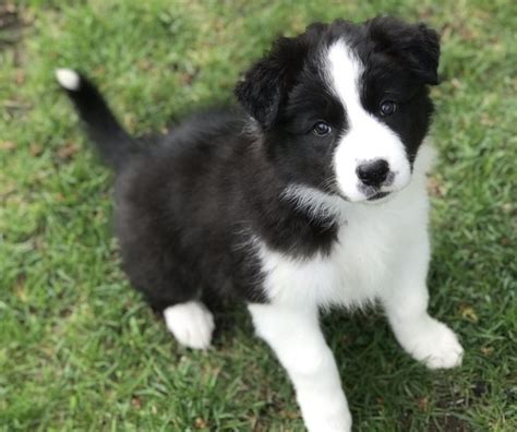 Find puppies and breeders in ky and helpful information. View Ad: Border Collie Litter of Puppies for Sale near ...