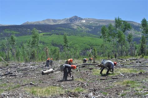 Five Quick Facts About Tree Planting National Forest Foundation