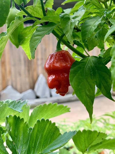 This Ghost Pepper Looks Like The Profile Of An Old Man Rpics