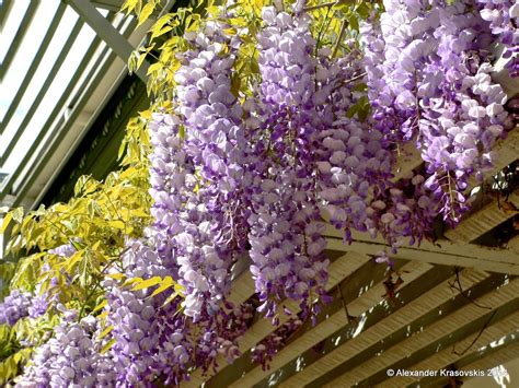 Aggregata Plants And Gardens Wisteria Is A Spectacular And Fast Growing