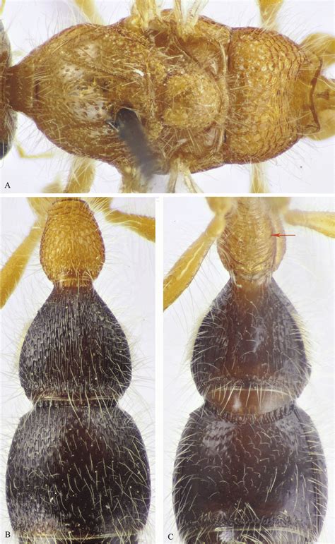 A C M Asirensis Sp N Holotype ♂ A Mesosoma Dorsal View B T1 3 C