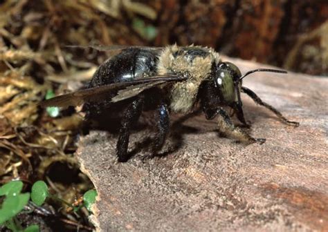 Carpenter Bee Stock Photos Pictures And Royalty Free Images Istock