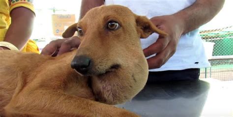 Mama Dog With Huge Abscess On Her Neck Fights To Stay Alive For Her