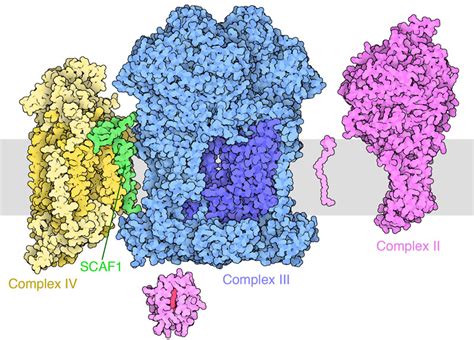 Pdb 101 Molecule Of The Month Respiratory Supercomplex