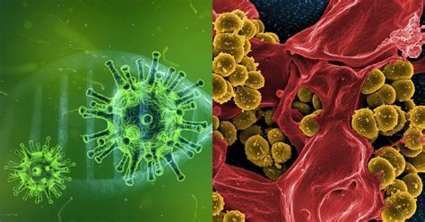 Differences Between Viral And Bacterial Infections Hurlth Health And Wellness
