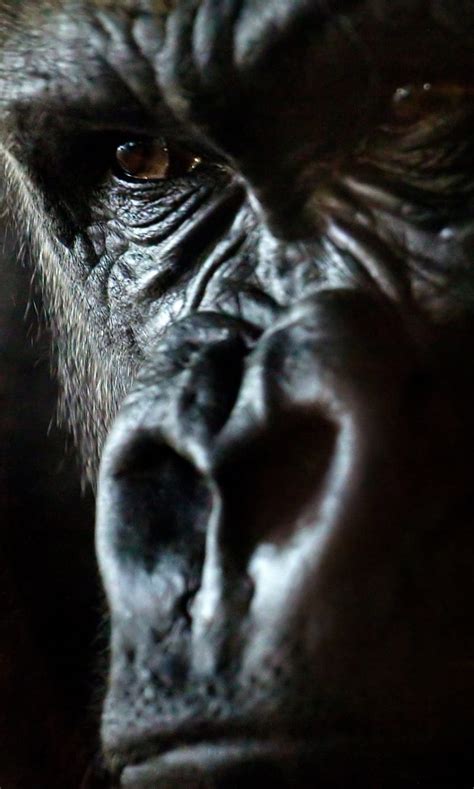 Gorilla Animal Ape Nature Hd Phone Wallpaper Peakpx