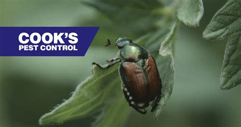 Pest Profile Japanese Beetles