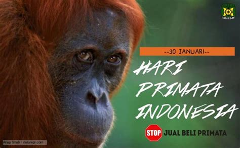 Hari Primata Indonesia Jejak Mammal