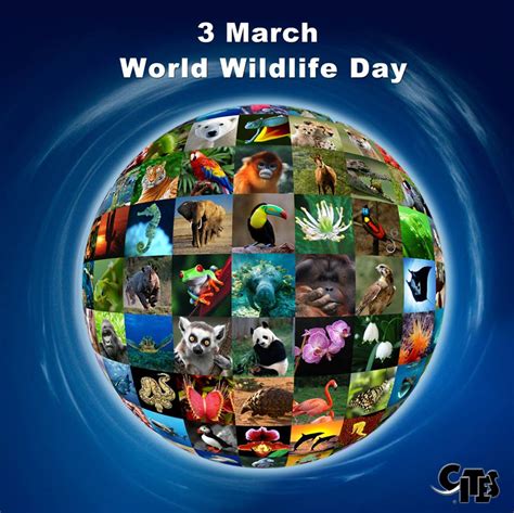 Air Spotlight Summary On World Wildlife Day Insights